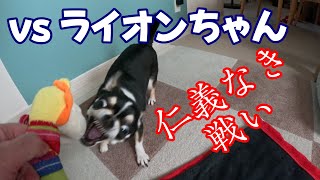 【Chihuahua Koo】Koo vs Lionchan: Battles Without Honor and Humanity!