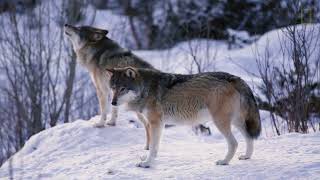 Wolves 101   Nat Geo Wild!UTubeAnimalTv!