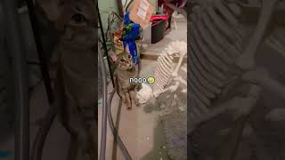 Cats Speeking English😺 😺 #cat #attack