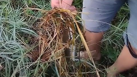 cắm câu cá lóc , bằng mồi dế móc ngầm rất nhại#dũng tivi#