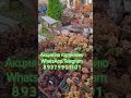 Акция на гортензию https://t.me/dacha_sad163 #гортензии #цветы #метельчатаягортензия