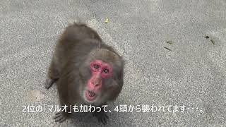 高崎山自然動物園】サルに襲われる - YouTube