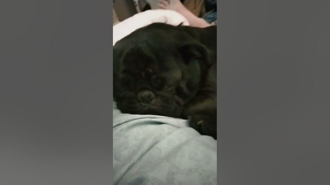 my-dog-waking-up-in-the-morning-youtube