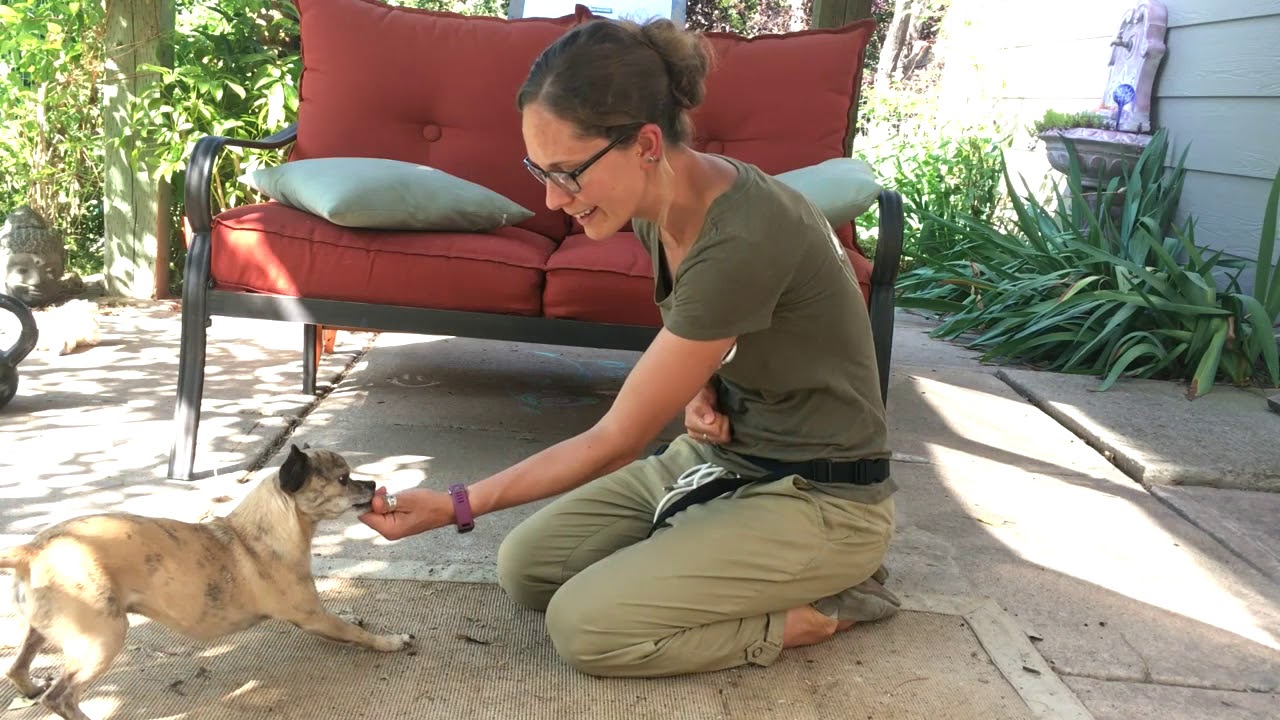 Dog Training - Drop it Command - Hide Treat and Leave it in fist - YouTube