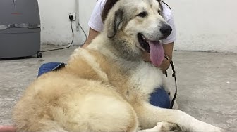 大白熊犬 Youtube