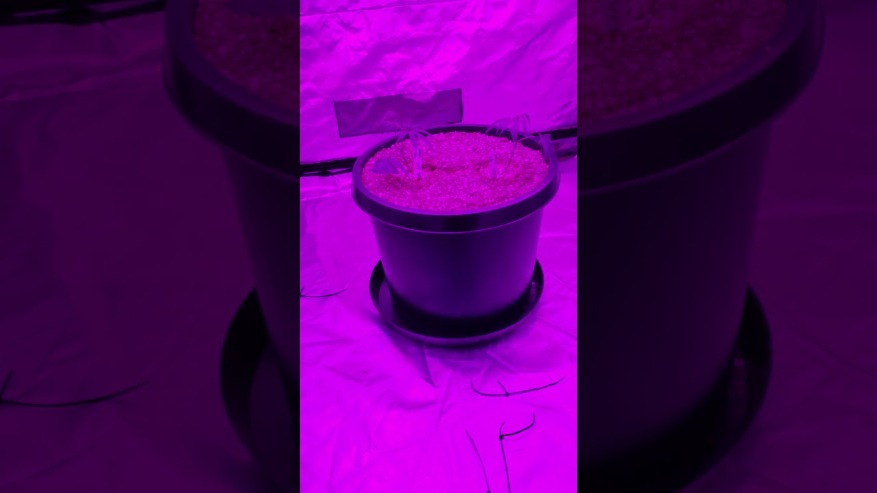 Two Dosido plants in one 15 gallon pot