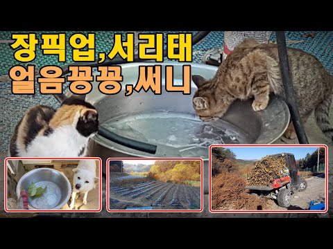 [귀촌귀농] 영하5도,얼음꽁꽁,장픽업,서리태 베고