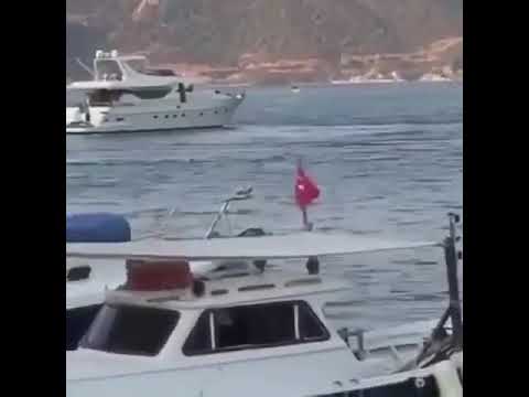 دنقي فلت وسبب حوسه