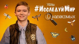 Познавательная передача #Исследуй мир. Насекомые.