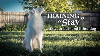 Teaching 'Stay' With Your Deaf and Blind Dog by Keller's Cause 5,727 views 7 years ago 1 minute, 20 seconds