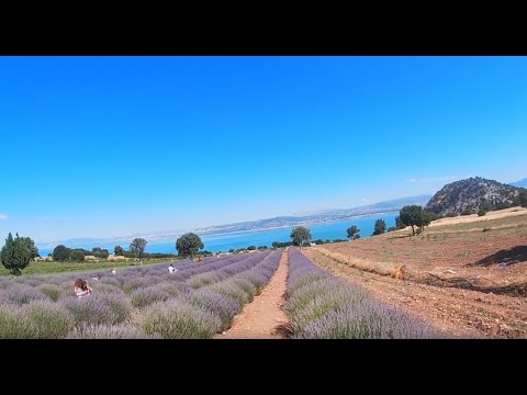 Şimdi Lavanta Zamanı-Burdur Lisinia Doğal Yaşam Köyü Gezisi