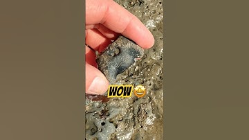 Spot The Fossil “Sea Dragon,”Backbone🤔#beachfinds#ichthyosaurus#fossilhunting