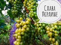 Виноград- г.ф."Слава Украине"