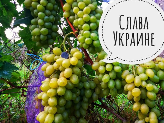 Виноград Слава Украине Описание Сорта Фото Отзывы