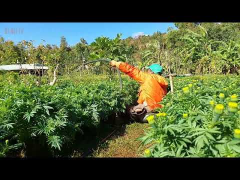 Video Hoa tết 2022 hoa vạn thọ hoa cúc thì nhau khoe sắc... - youtube