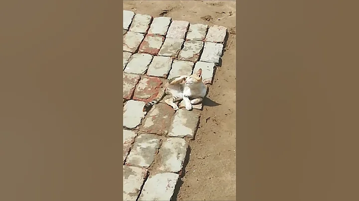 Watch the video about Cat sun bath larahi ha 🐈☀️mashallah #catlover #subscribemychannel