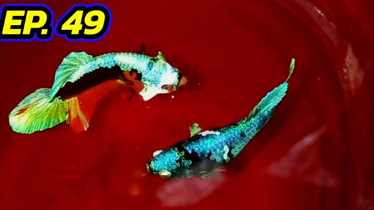 EP.49 เทคนิคการสังเกตุปลากัดตัวเมียเวลาเทียบ ป้องกันไข่ไหล