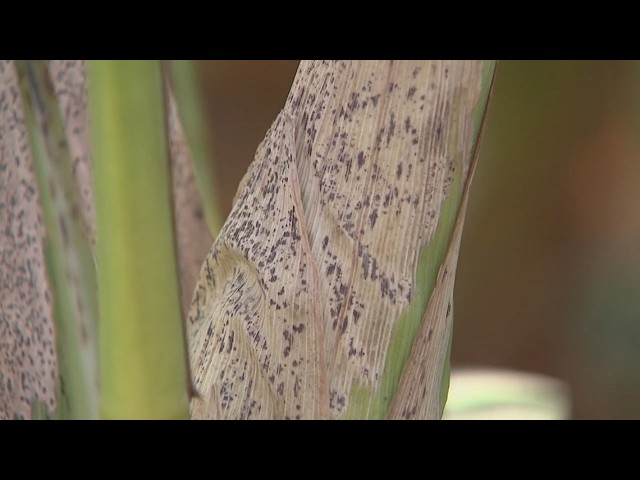 Southern Rust Disease in Corn: Conditions and Impact