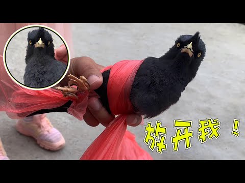 八哥不停喊救命啊,杀鸟啦,邻居都差点报警,可我只是给它剪了个指甲而已【天下一场梦】