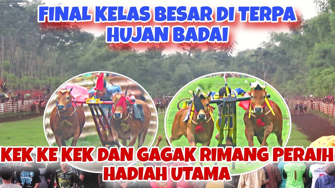 BABAK FINAL & SEMIFINAL KERAPAN SAPI ULTAH TIM JENGLOT || PERANG BINTANG JAWA MADURA 🔥🔥🔥