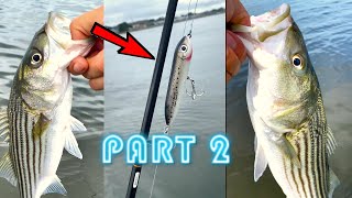 The Most Hated Topwater Lure (Striped Bass Fishing) - Part 2