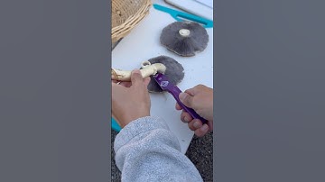 How to Make a Spore Print
