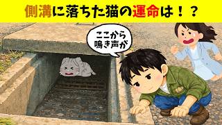 側溝の子猫と、猫を救う女性 #子猫救出 #保護猫 #猫のいる暮らし