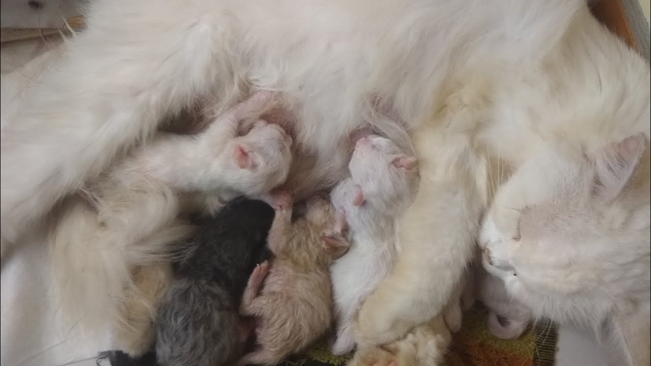 Kucing Persia umur 2 hari... Anaknya lucu.... Gemesin.... 