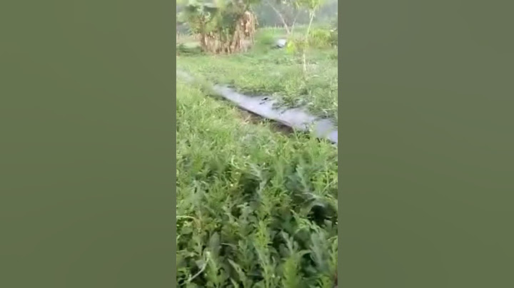 perawatan semangka esteem