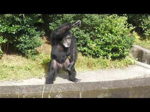 Tsutomu display Japan Monkey Center Chimpanzee - YouTube