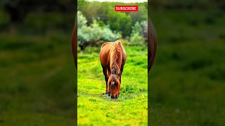 Nature Horse Background Video 😱😱#shorts #nature #hores #backgroundmusic #8k #ultrahd