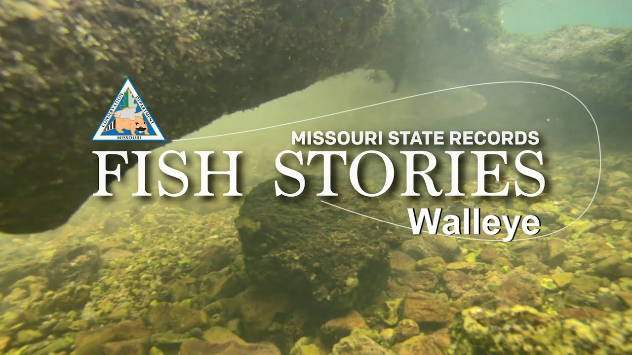 Missouri Record Fish Stories - Walleye