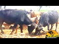 Buffalo Mating in fist time | Buffalo mating | Animal mating Real Tv|