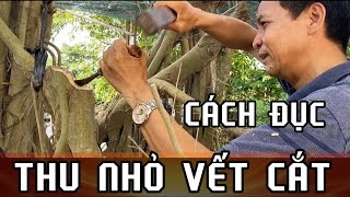 CÁCH ĐỤC ĐỂ THU NHỎ VẾT CẮT, KINH NGHIỆM HAY TỪ ANH DŨNG NGHỆ NHÂN .Bonsai. Xuan mai eco