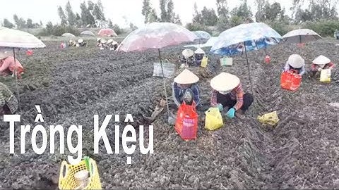 Xem Người Dân Trồng Kiệu