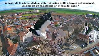 Batalla contra la Naturaleza: El Derrumbe del Nido de la Cigüeña Blanca by Guti blala 584 views 3 weeks ago 5 minutes, 48 seconds