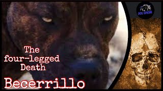 Becerrillo - Der vierbeinige Tod by DOG SPECIAL 8,027 views 1 month ago 14 minutes, 33 seconds