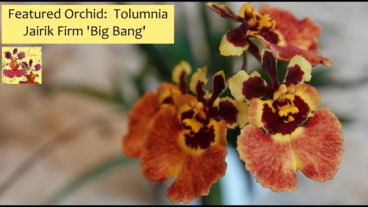 Featured Orchid:  Tolumnia Jairik Firm 'Big Bang' | Gorgeous Fans, Multiple Spikes, & Easy Care!