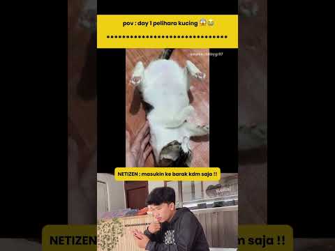 pov : day 1 pelihara kucing 😱😭