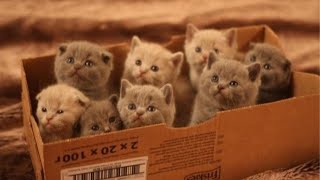 Cute animals - Funny cats / Dogs / Baby animals - Funny animal videos / Funny animals #8 by So cute animals 74,830 views 1 year ago 10 minutes, 27 seconds