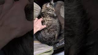 Little floofy guy is getting pets in the chair, then baby girl #floof #babygirl #pets #cat #kitty