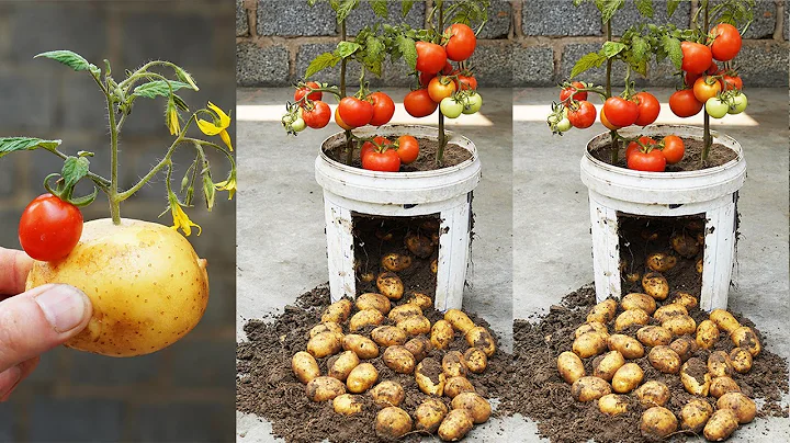 Unbelievably High Yielding 2 In 1 Tomato And Potato Growing - DayDayNews