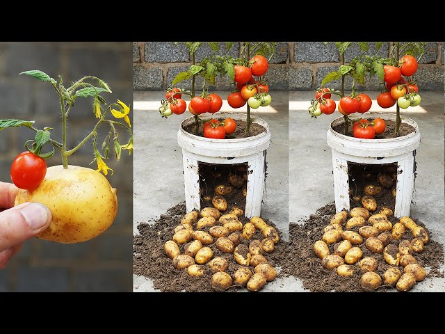 Unbelievably High Yielding 2 In 1 Tomato And Potato Growing - YouTube