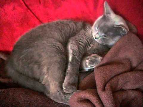 Beautiful lazy British Shorthair Mollywoodz