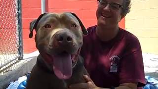 A5190428 Ginger Bull