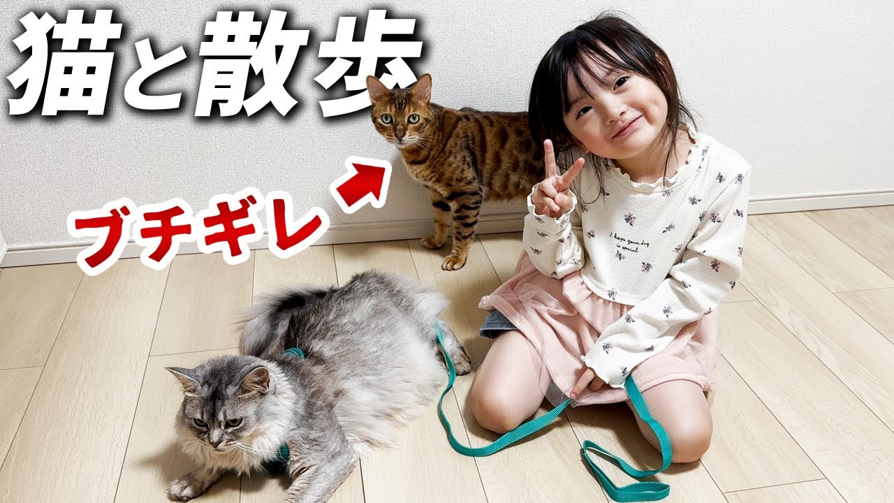 猫を連れて散歩に行こう！リードが着けられない暴れ噛みつき猫と無抵抗でされるがままのバブ猫