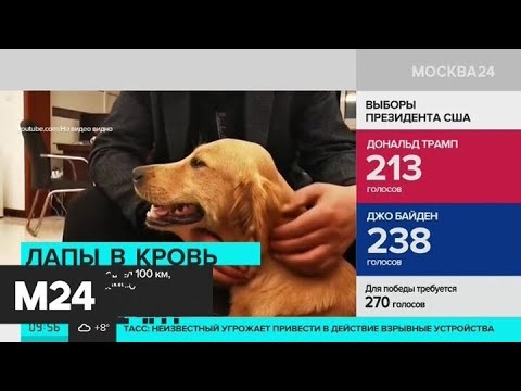 Пес из Китая прошел 100 километров, чтобы вернуться к хозяевам - Москва 24