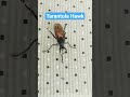 When the proboscis moves the hunt begins.🕷️#TarantulaHawk #NatureKiller #WildlifeShorts #InsectFacts