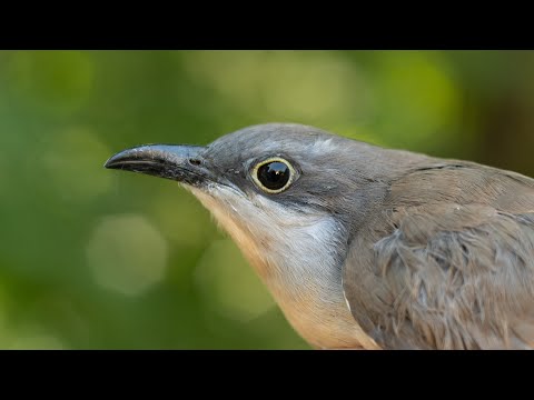 ¿Cómo atraer aves a tu ventana? 🦜🐦🦅