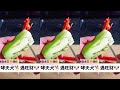 # Vegetable Sculpture # Food Carving # Basic Dog # Easy to Learn